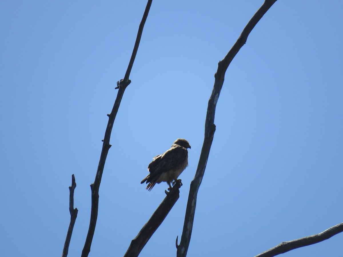 Rotschwanzbussard - ML619913871