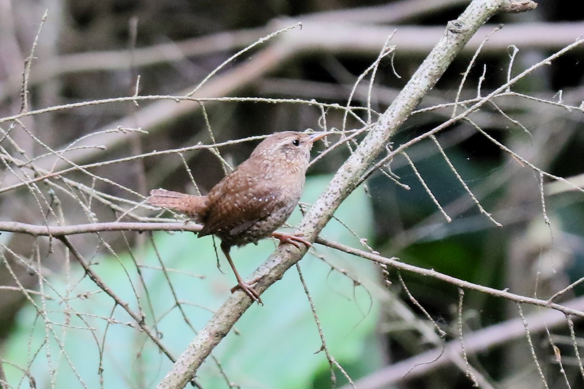 Winter Wren - ML619913872