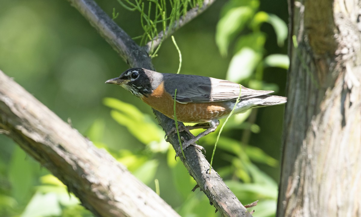 American Robin - ML619913873