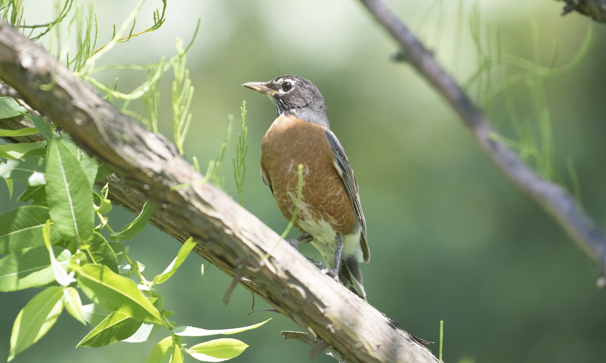 American Robin - ML619913875