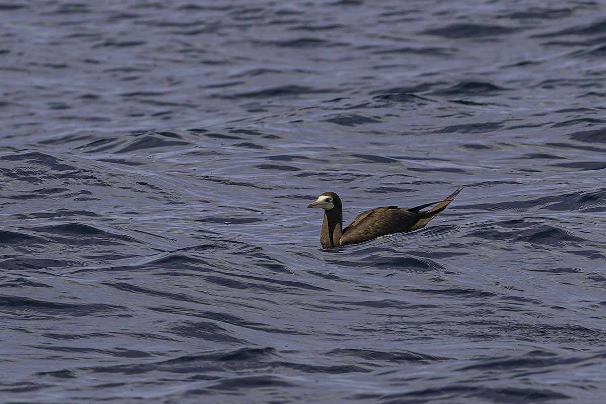 Brown Booby - ML619913881