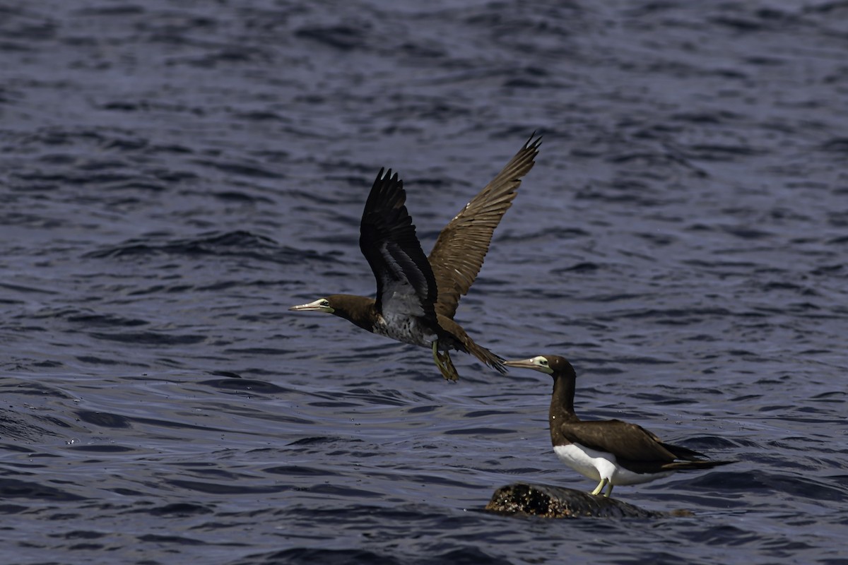 Brown Booby - ML619913887