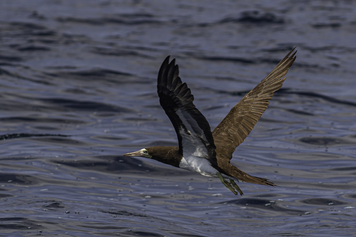 Brown Booby - ML619913890