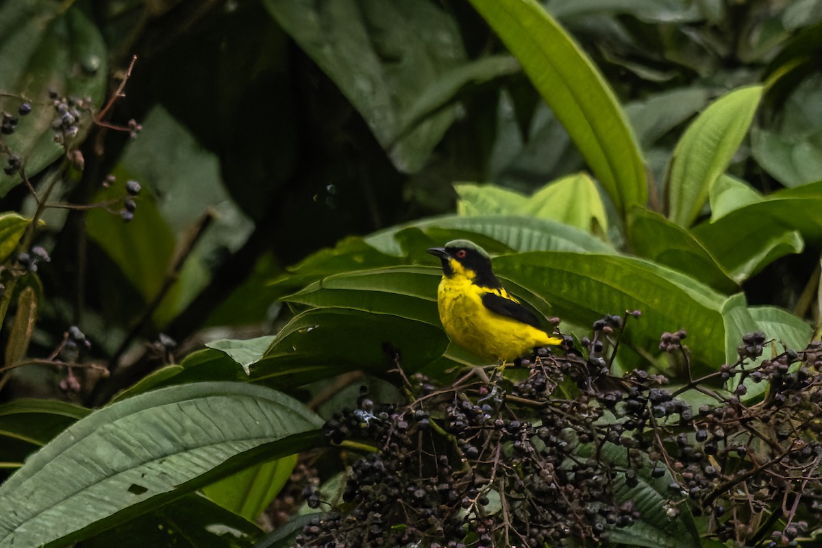 Dacnis à ventre jaune - ML619913908