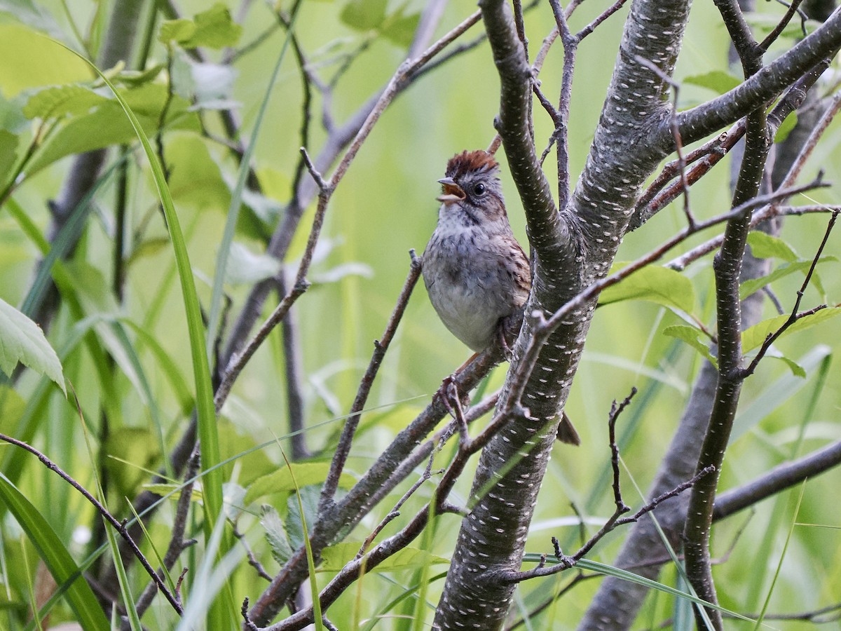 Swamp Sparrow - ML619913911