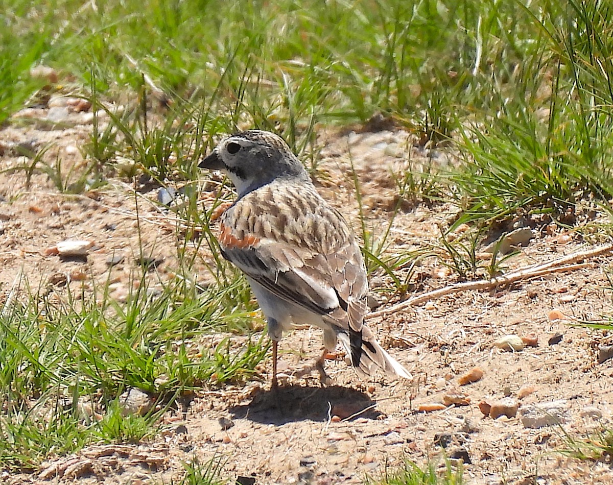 Thick-billed Longspur - ML619913923