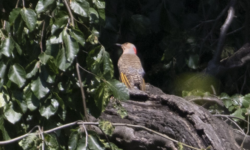 Northern Flicker (Yellow-shafted) - ML619913925