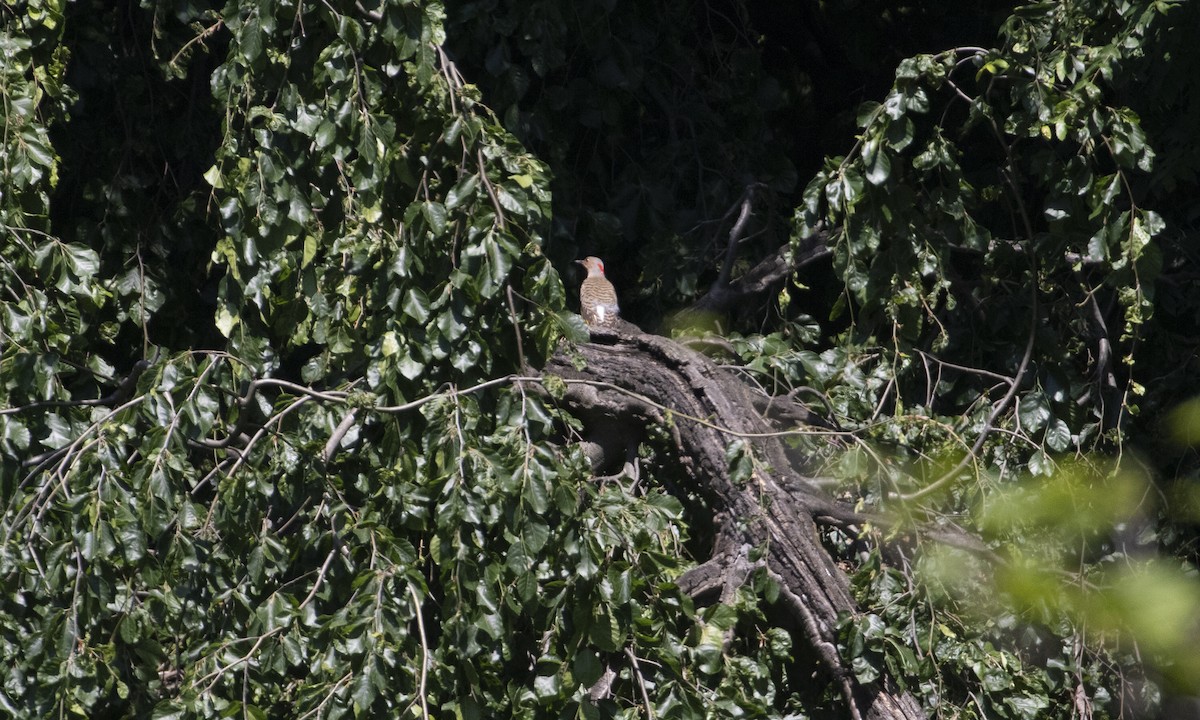 Northern Flicker (Yellow-shafted) - ML619913926