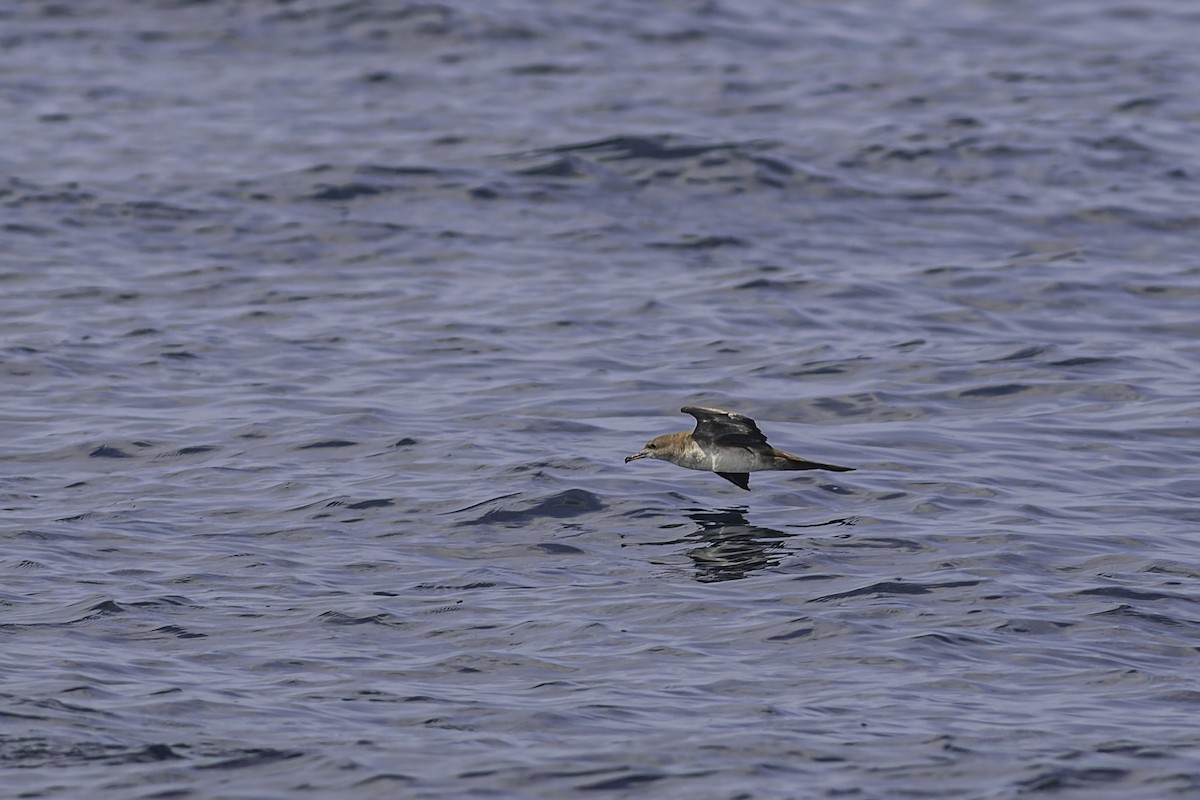 Wedge-tailed Shearwater - ML619913927