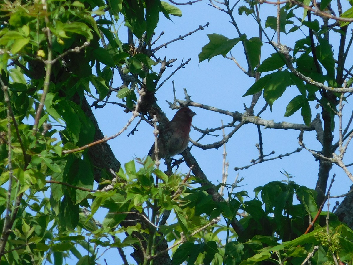 House Finch - ML619913957