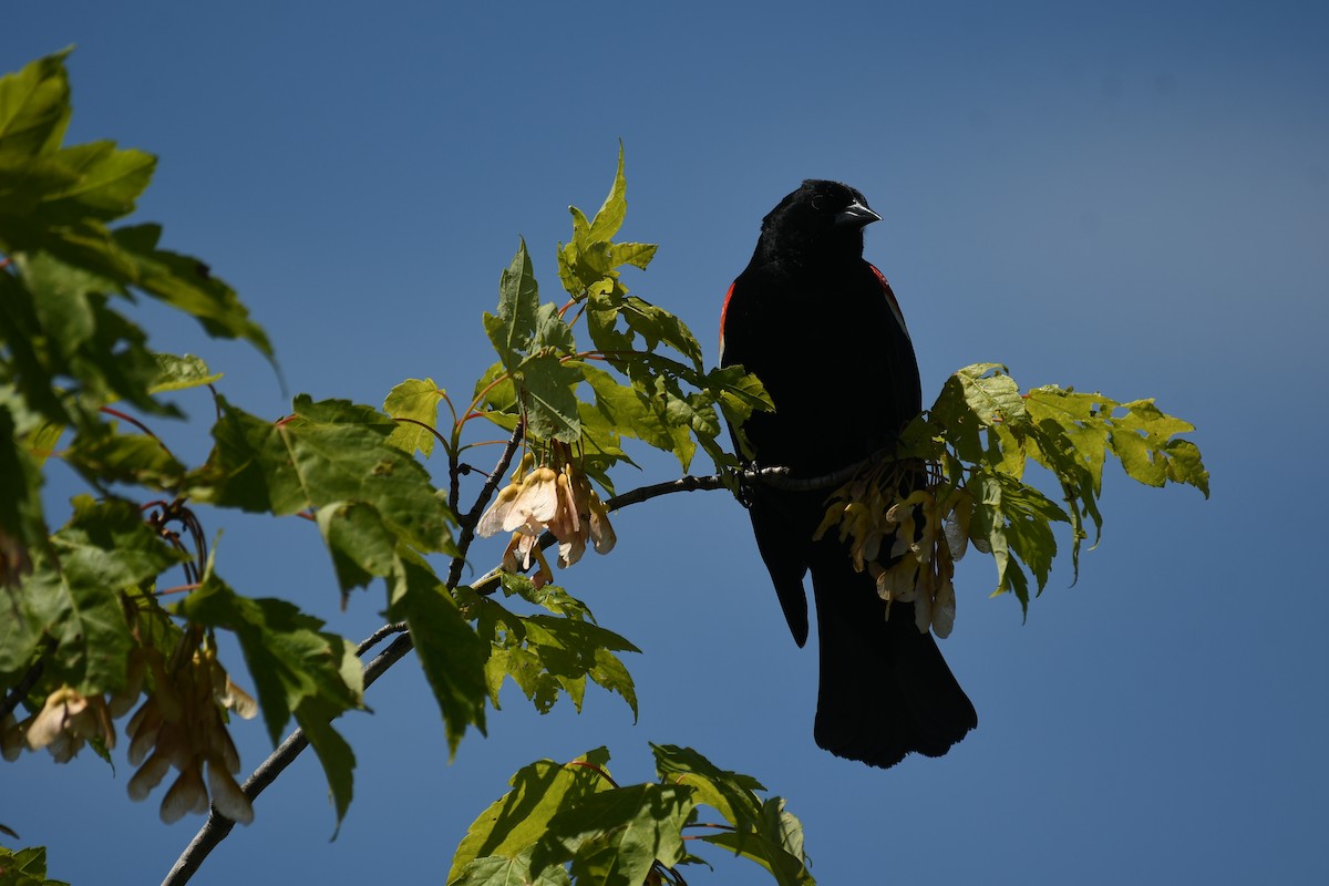 Red-winged Blackbird - ML619913968