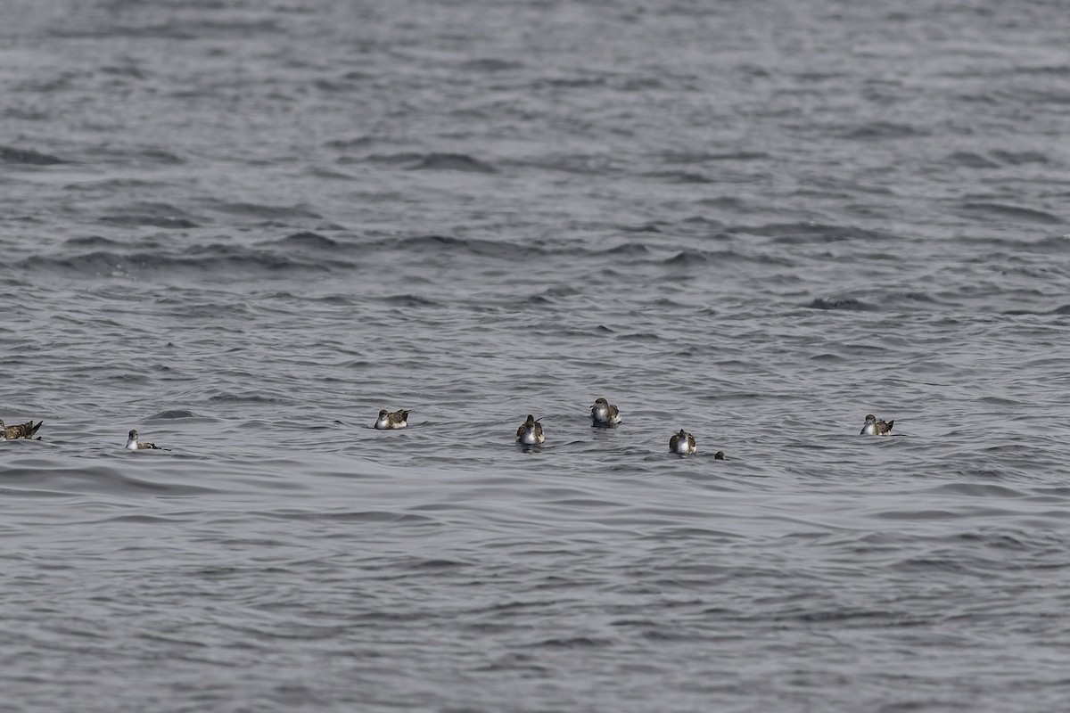 Wedge-tailed Shearwater - ML619913970