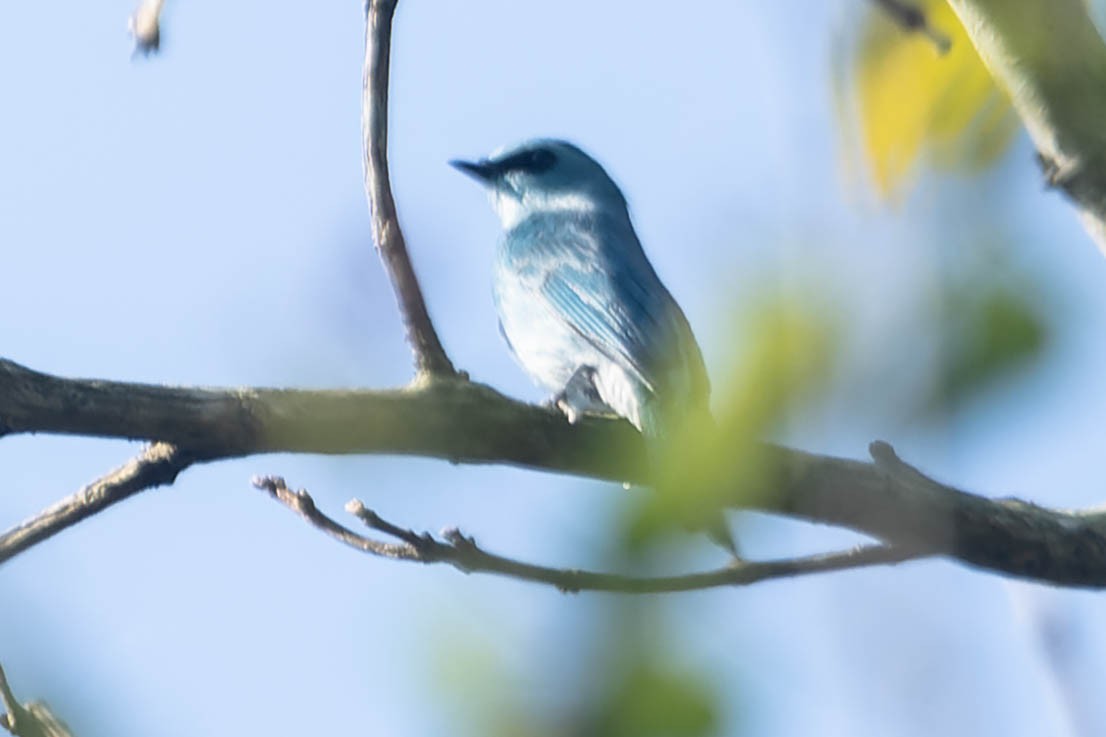 Verditer Flycatcher - Zebedee Muller