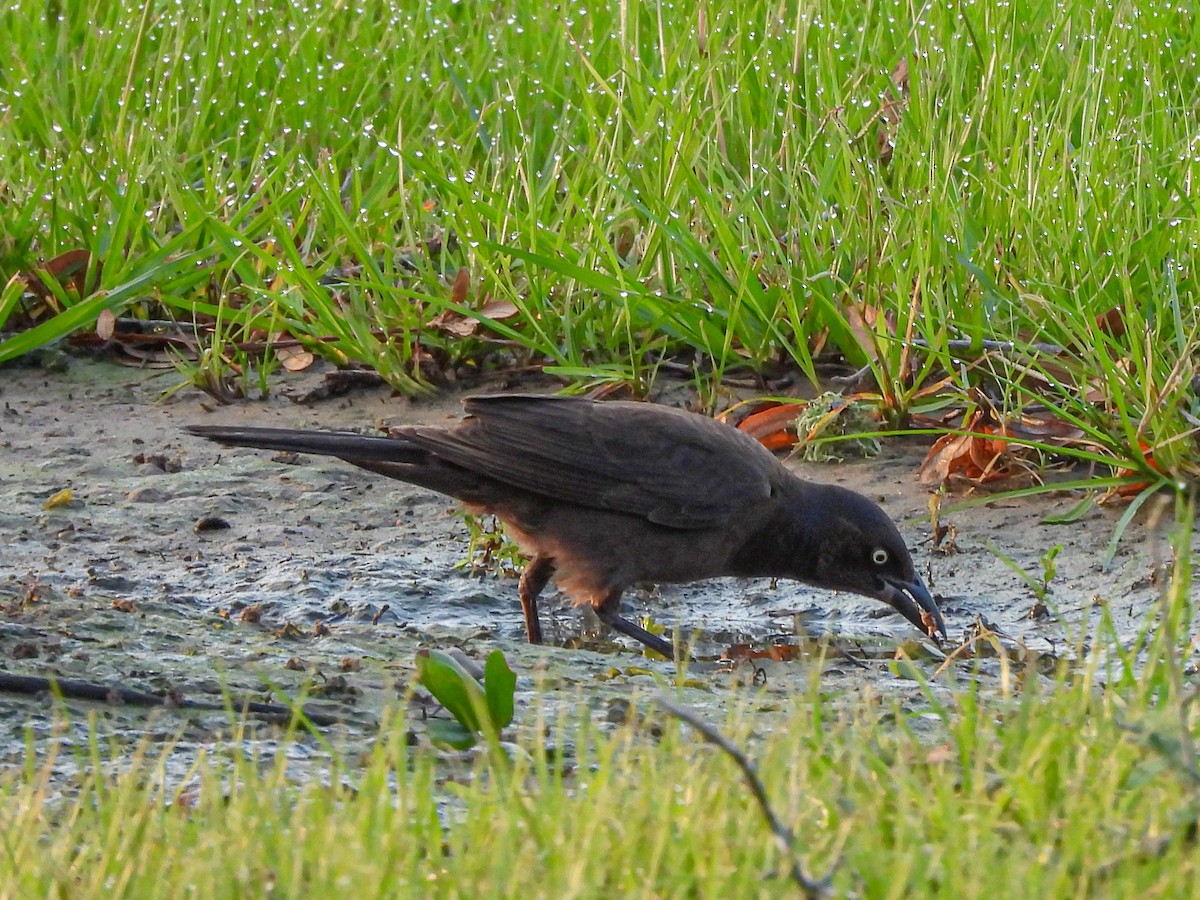 Common Grackle - ML619913981