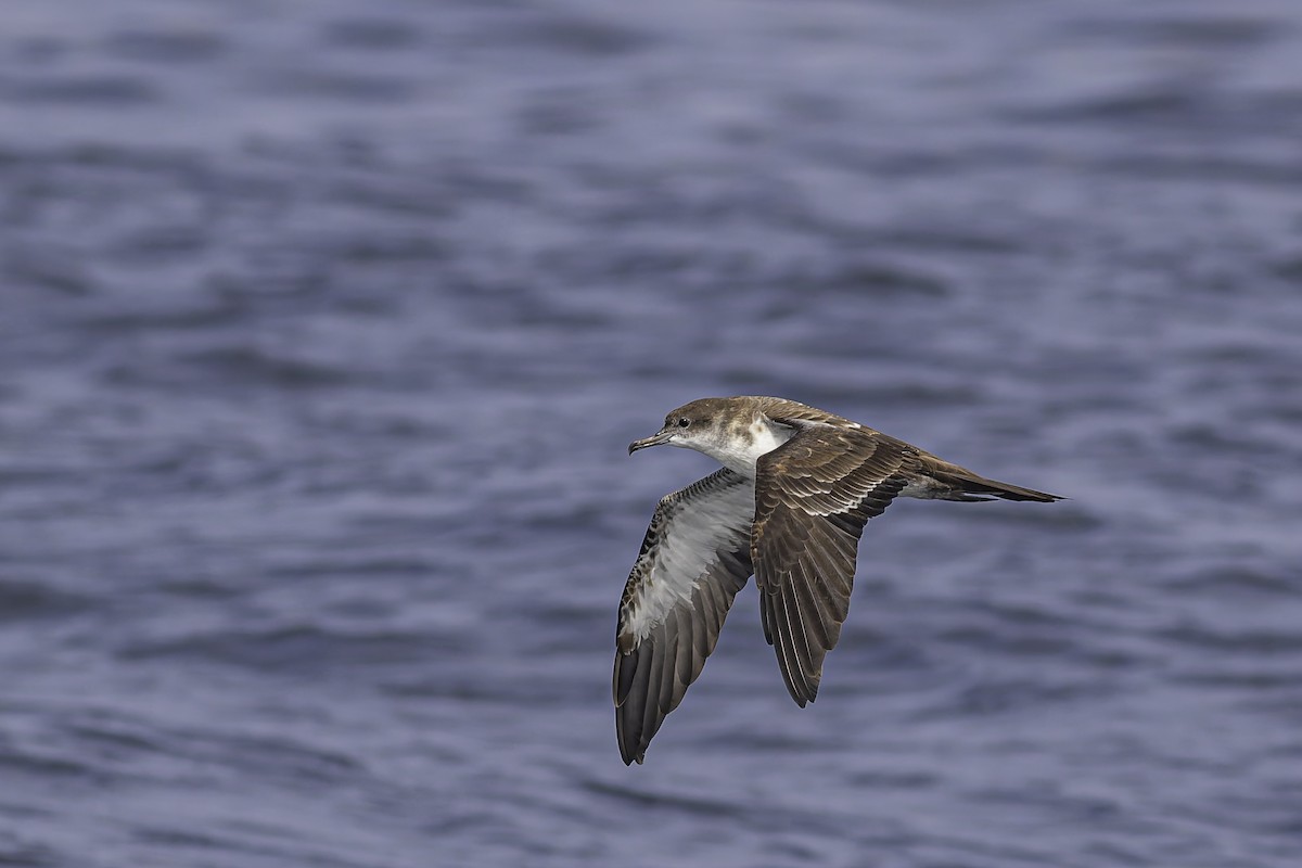 Wedge-tailed Shearwater - ML619913992