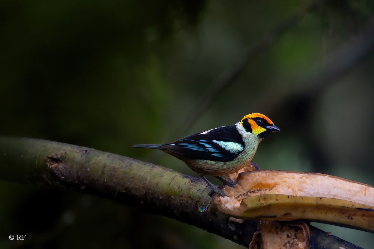 Flame-faced Tanager (Yellow-faced) - ML619913993