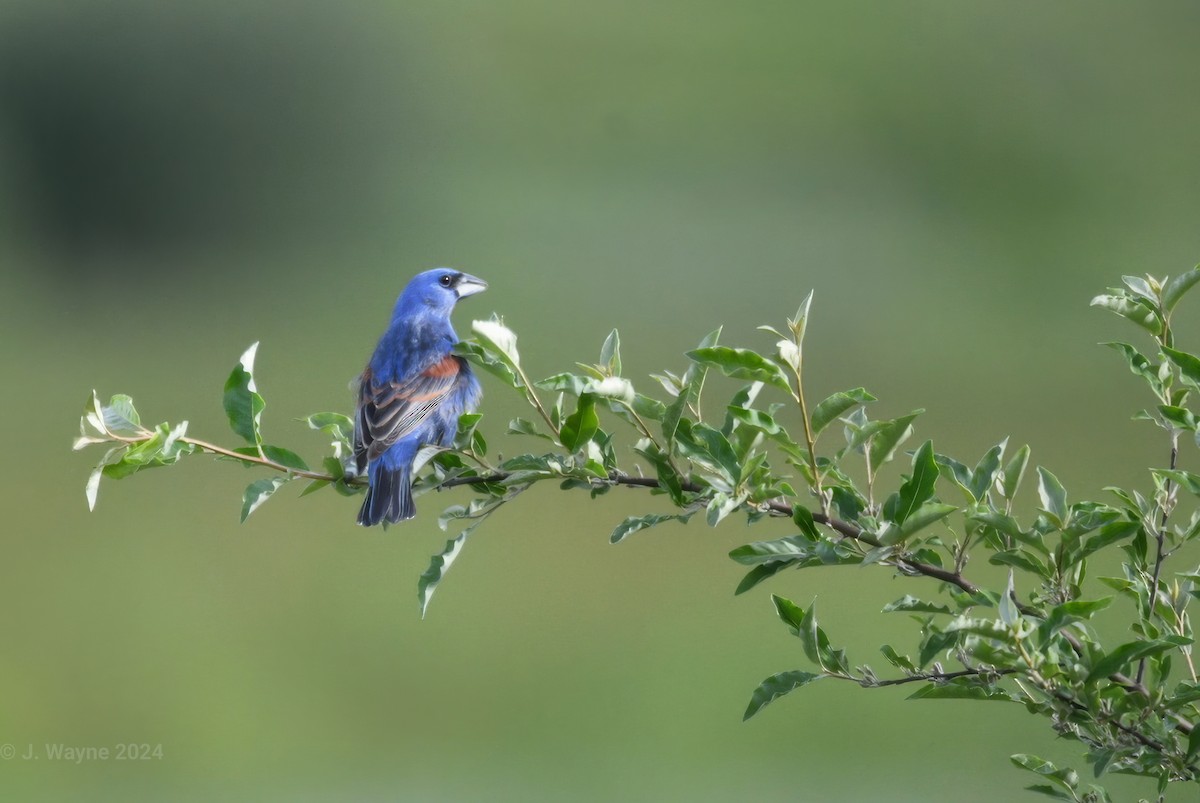 Blue Grosbeak - ML619914000