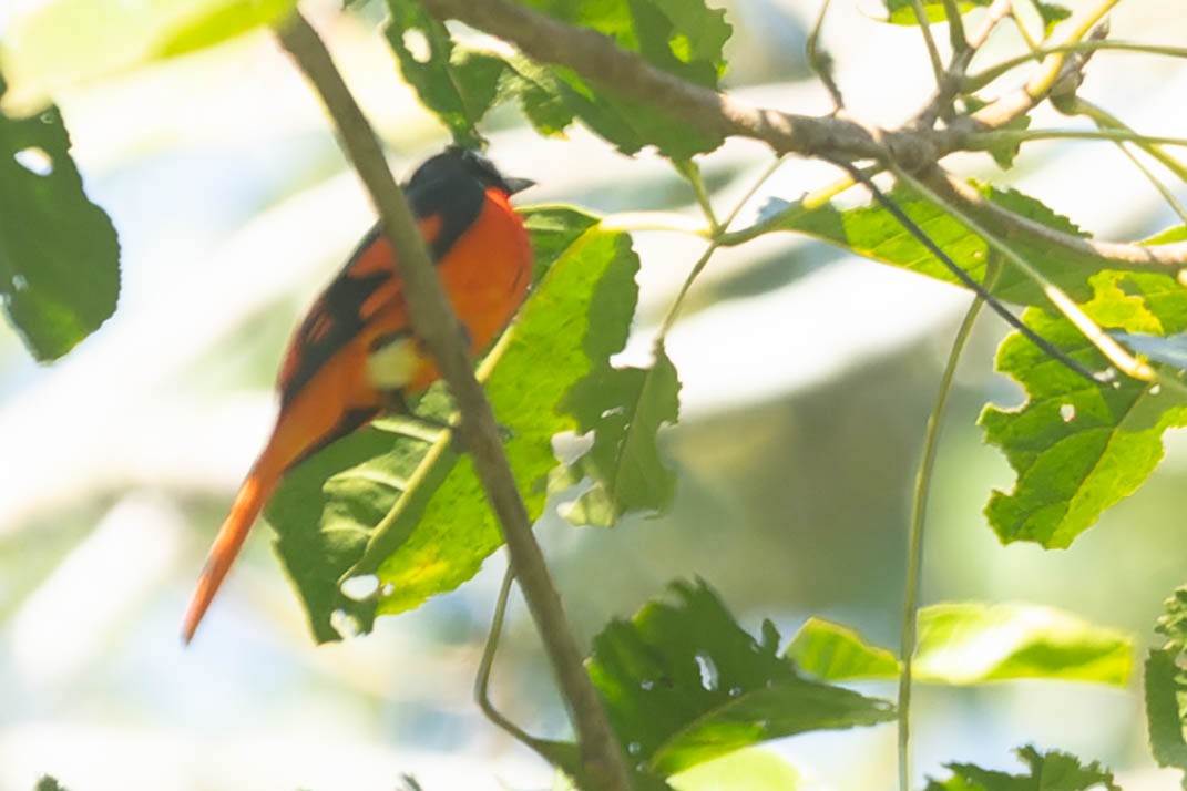 赤紅山椒鳥 - ML619914010