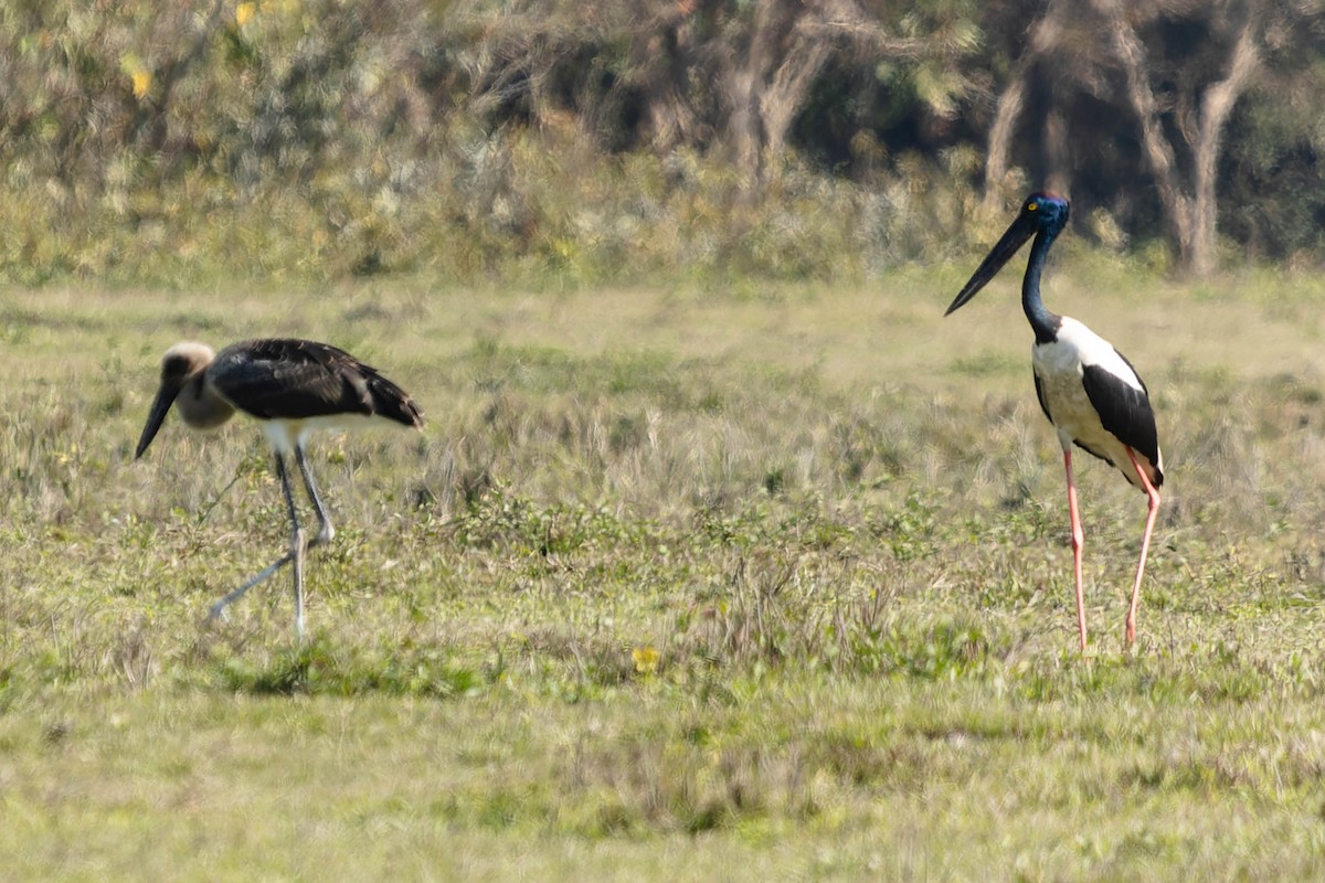 Black-necked Stork - ML619914022