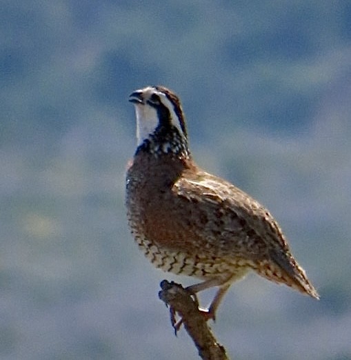 Northern Bobwhite - ML619914026