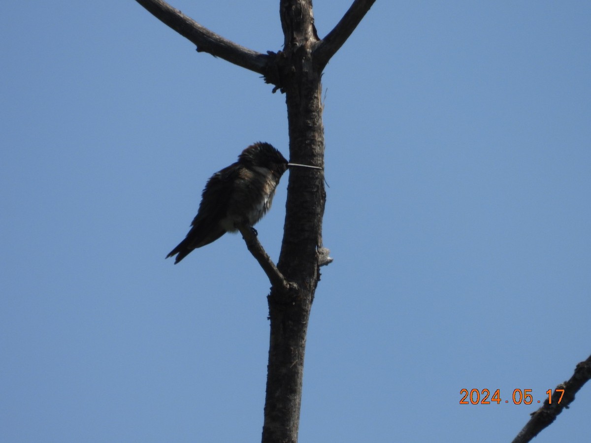 Ruby-throated Hummingbird - ML619914032