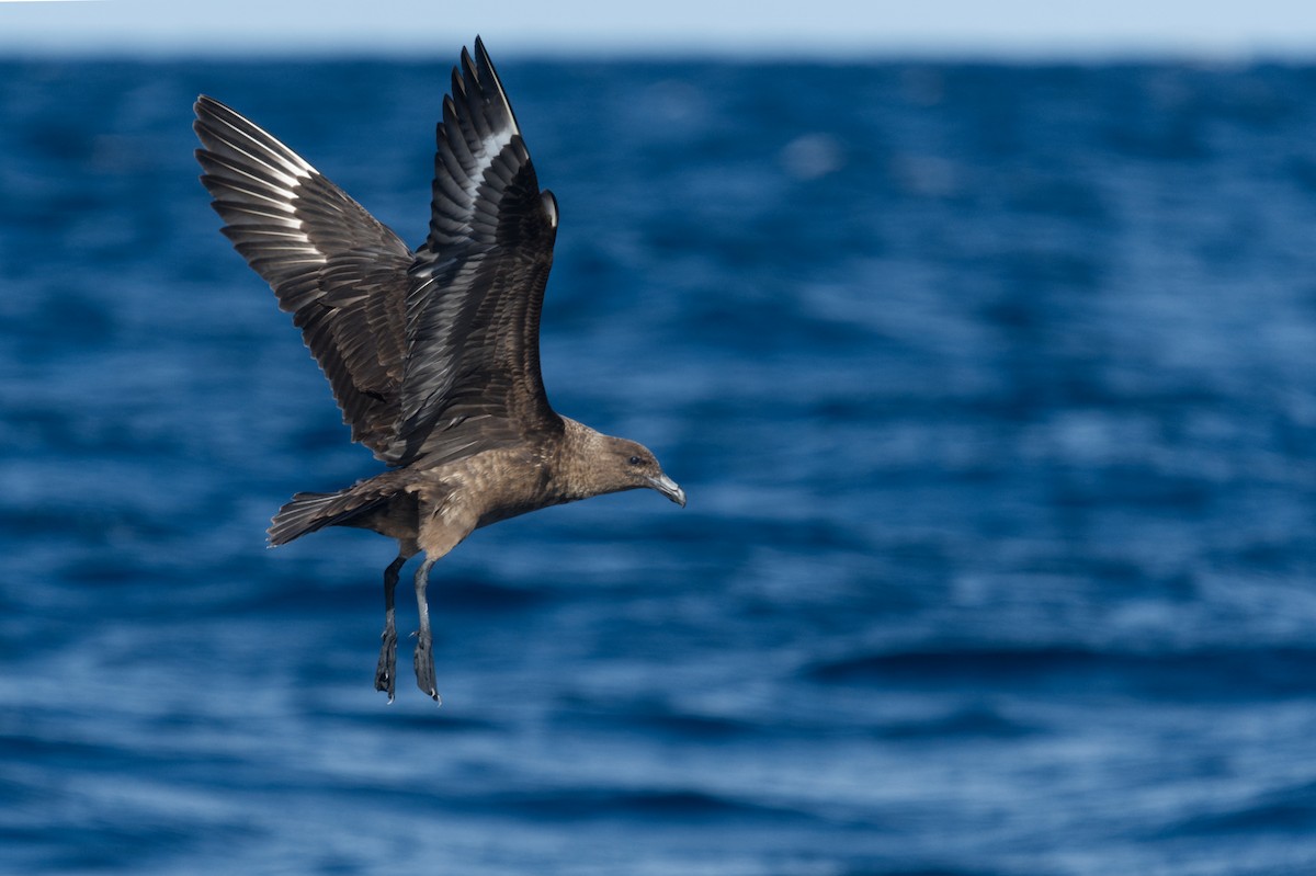 Brown Skua (Subantarctic) - ML619914069