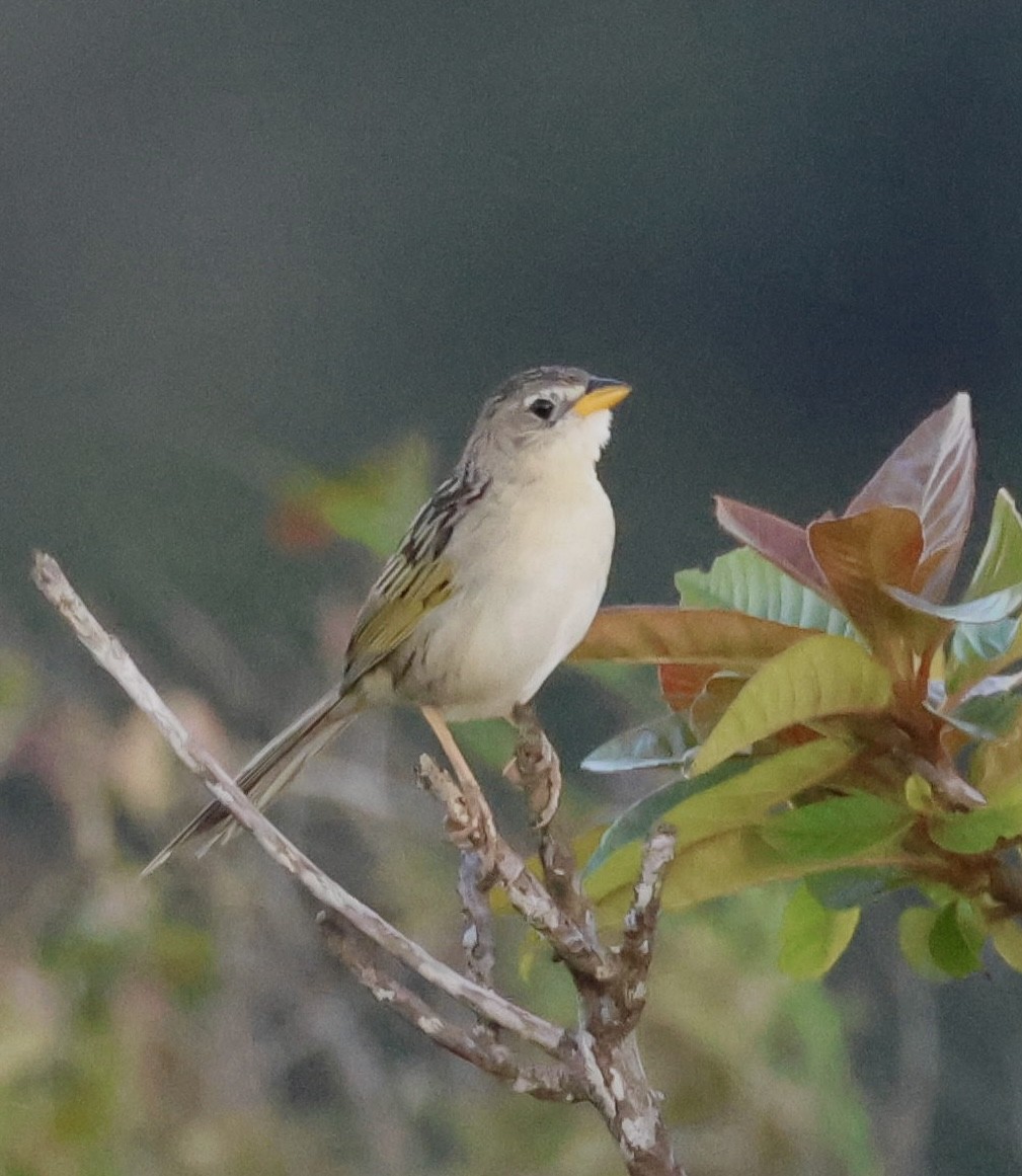 Wedge-tailed Grass-Finch - ML619914073