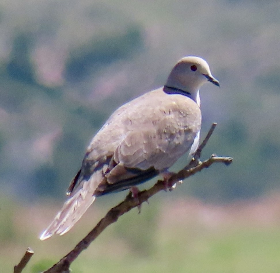 Eurasian Collared-Dove - ML619914086