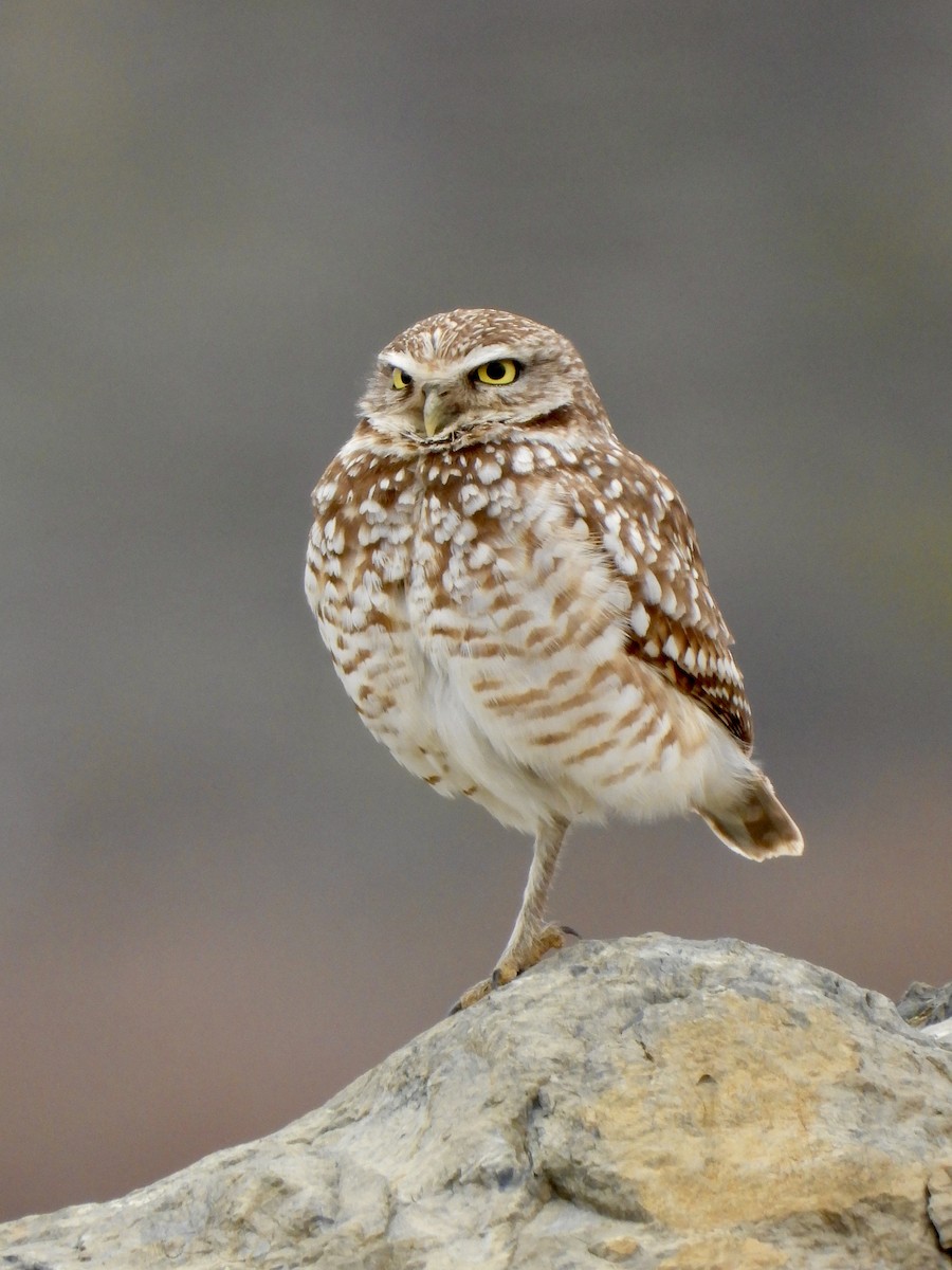 Burrowing Owl - ML619914088