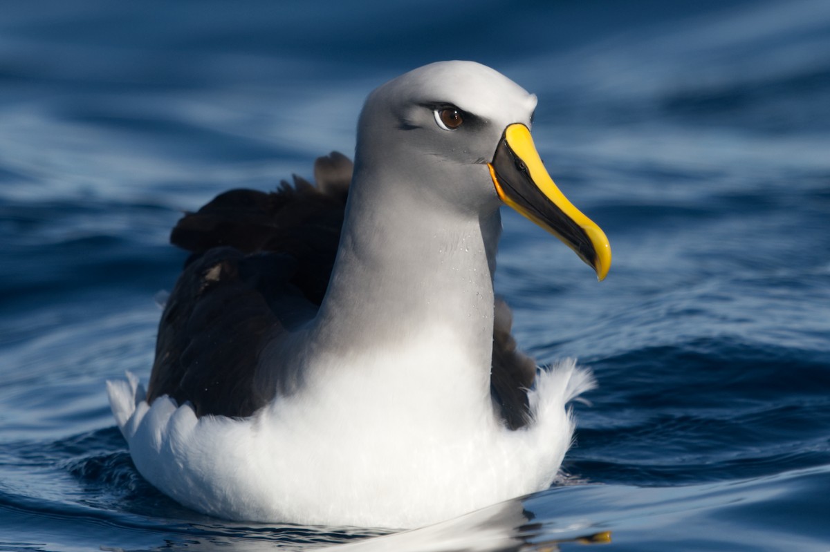 Buller's Albatross - ML619914090