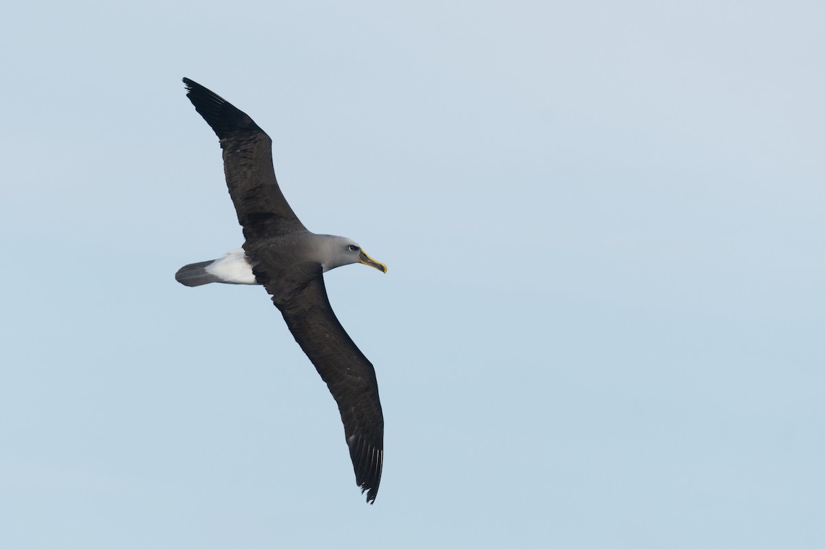 Albatros de Buller - ML619914091