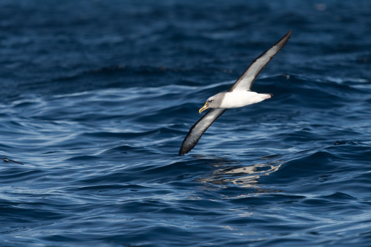 Albatros de Buller - ML619914092