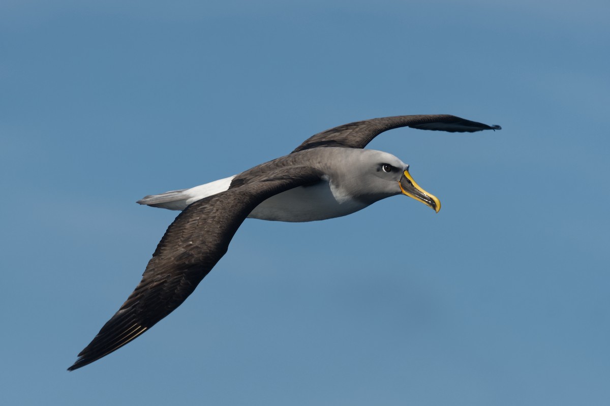 Buller's Albatross - ML619914093