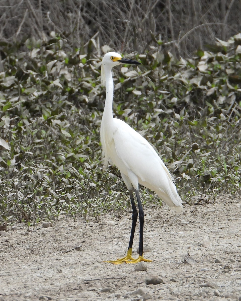 Snowy Egret - ML619914100