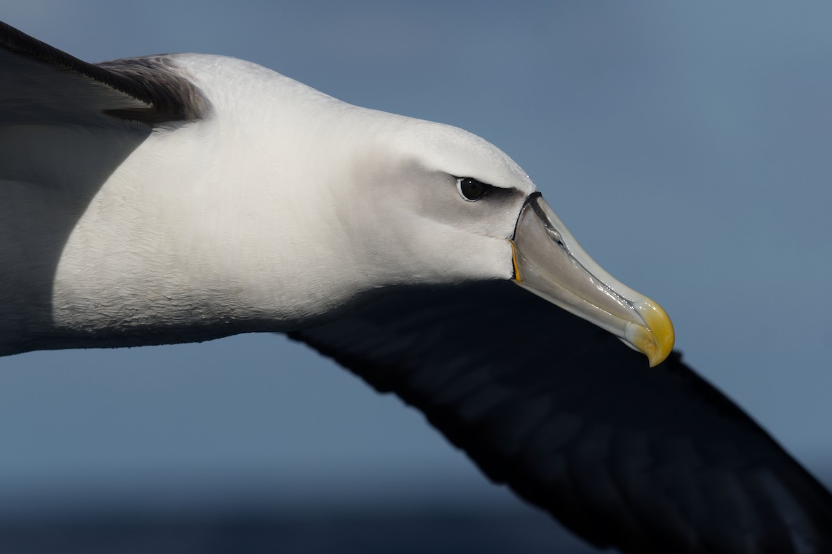 White-capped Albatross - Emily Jenkins