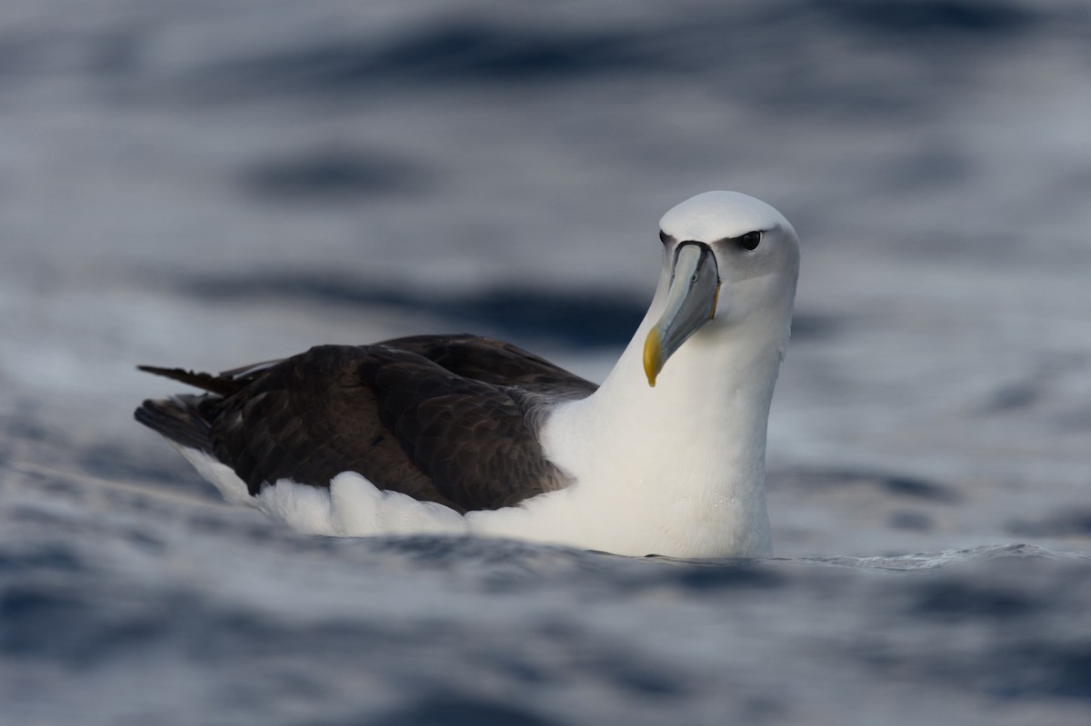 Albatros à cape blanche - ML619914102