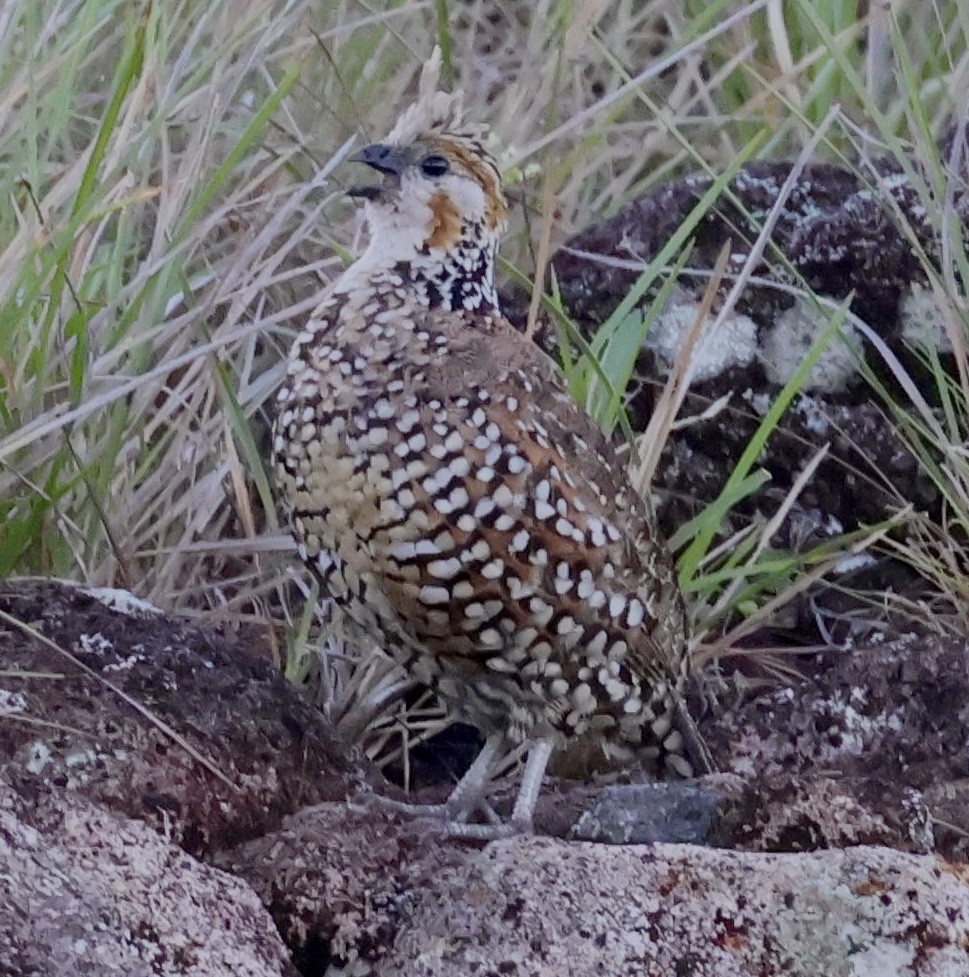 Crested Bobwhite - ML619914108