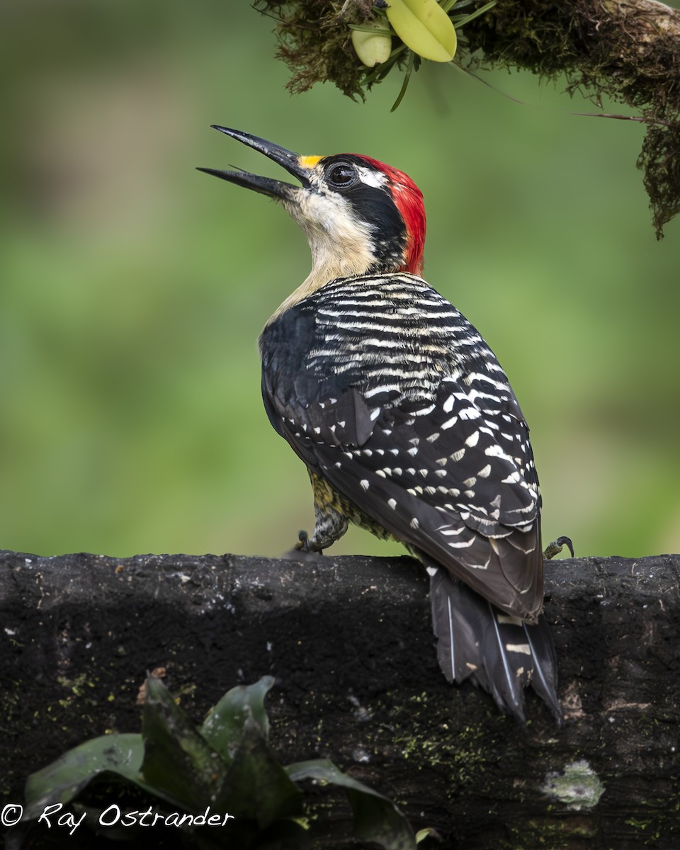 Black-cheeked Woodpecker - ML619914110