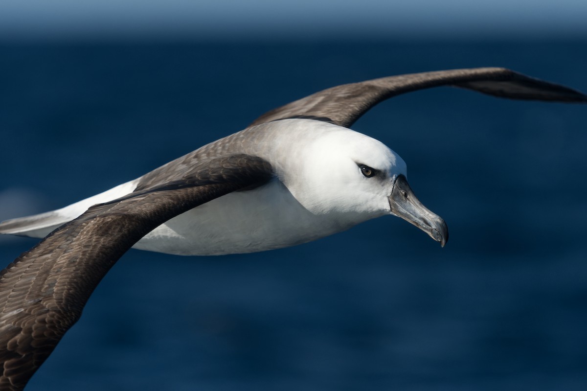 Albatros bekainduna (impavida) - ML619914112