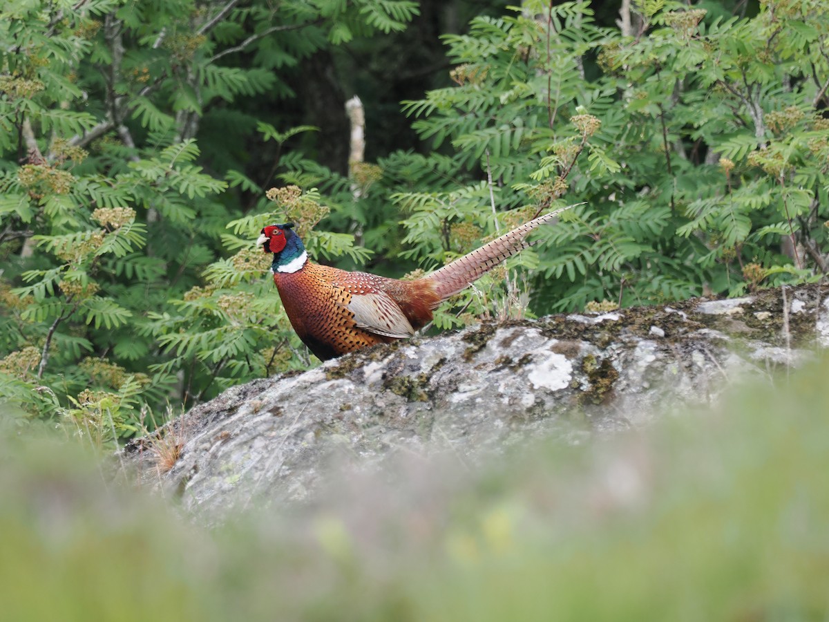 Ring-necked Pheasant - ML619914126