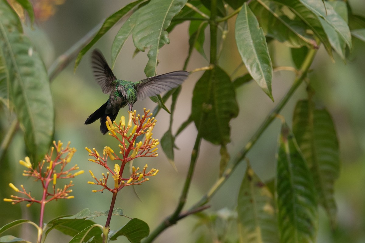 Canivet's Emerald (Salvin's) - ML619914136