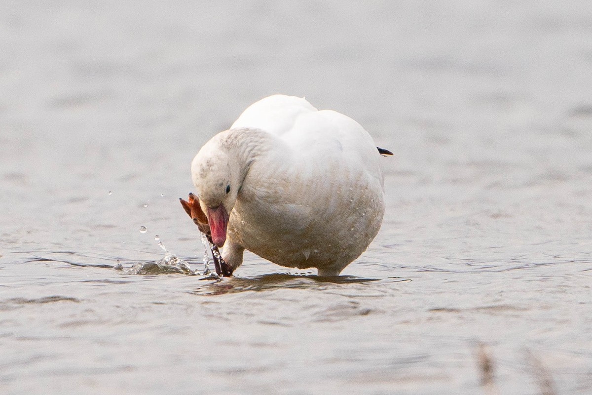 Ross's Goose - ML619914143