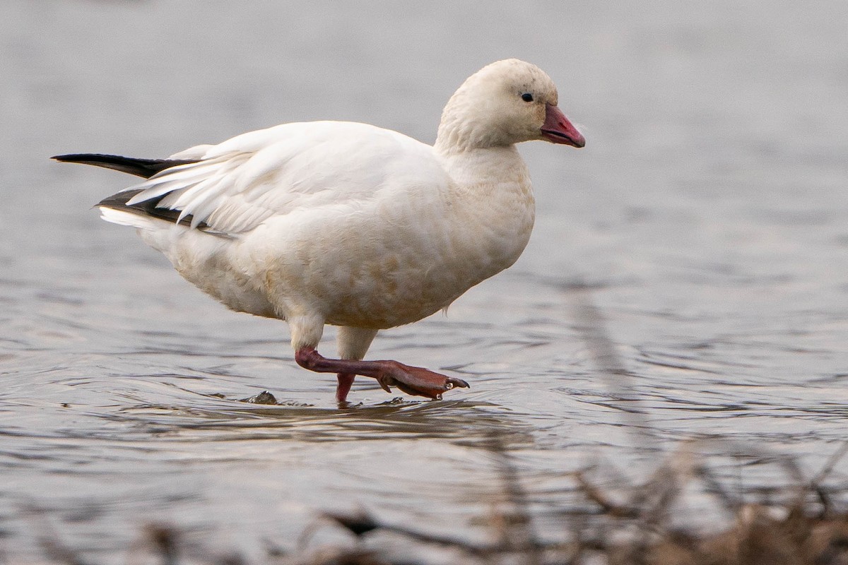 Ross's Goose - ML619914147