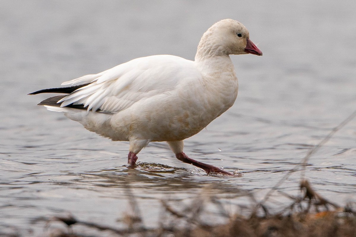 Ross's Goose - ML619914148