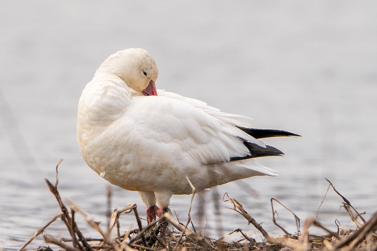 Ross's Goose - ML619914149