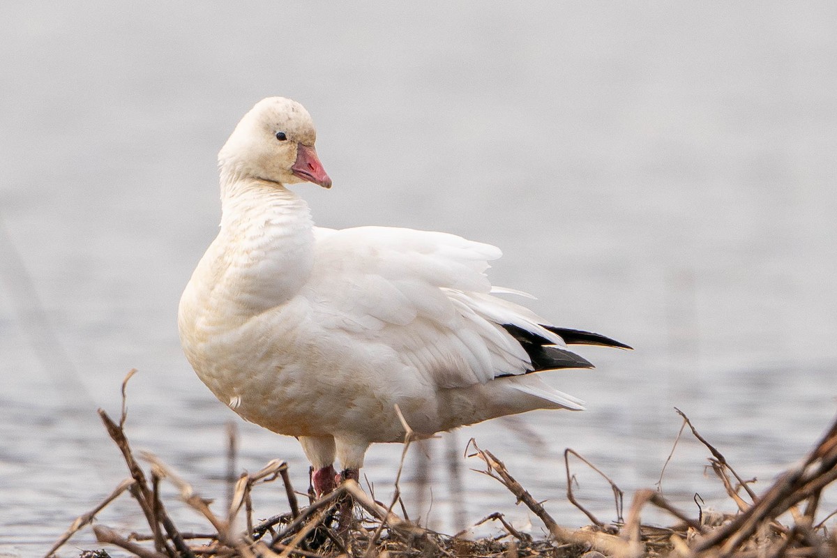 Ross's Goose - ML619914150