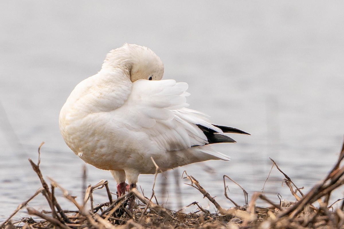 Ross's Goose - ML619914151