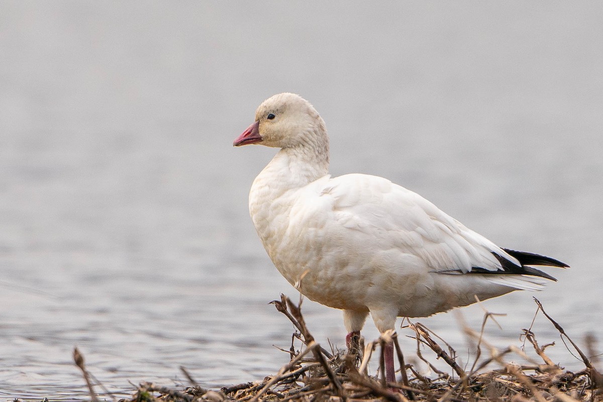 Ross's Goose - ML619914154