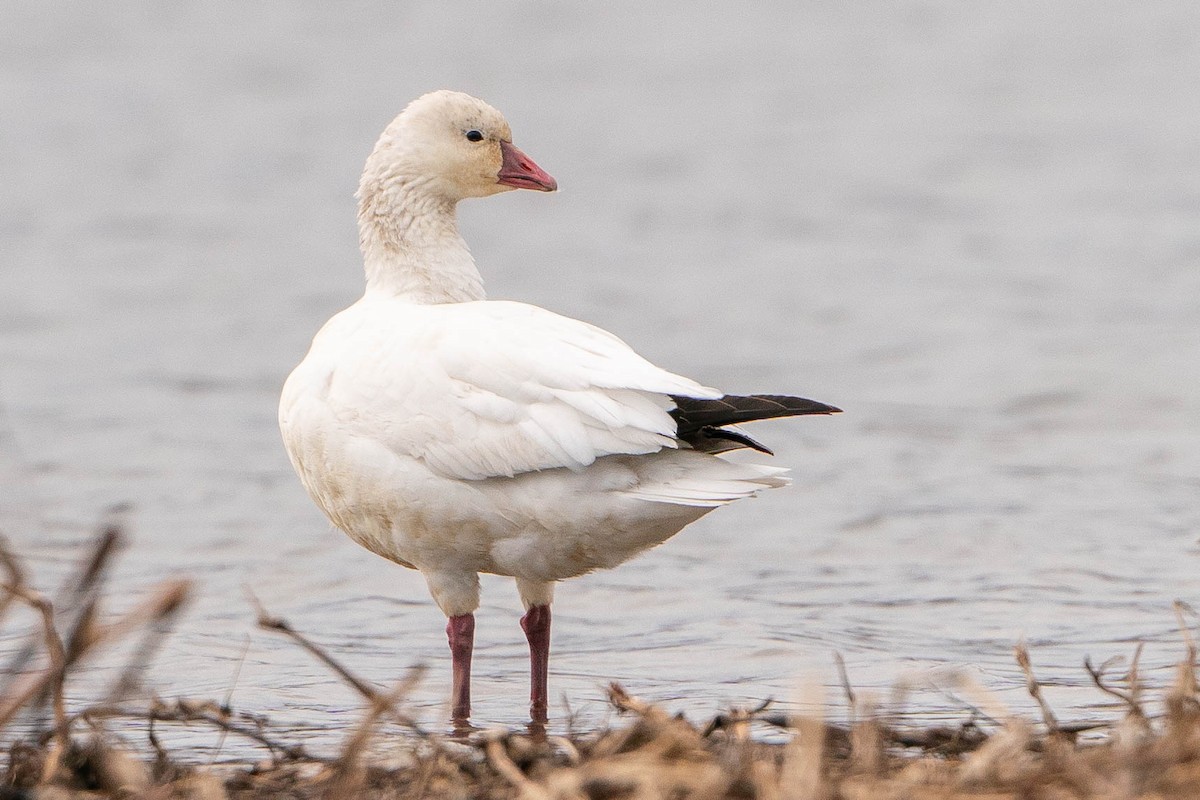 Ross's Goose - ML619914159