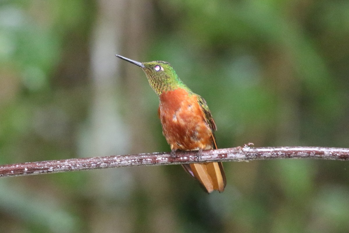 kolibřík peruánský - ML619914167